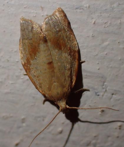Clepsis consimilana